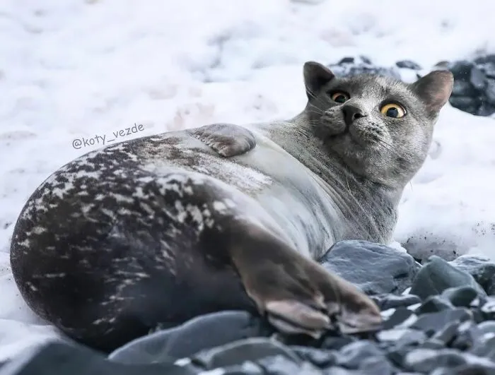 Artist Photoshops Cat Faces On Almost Everything And Here Is The Result (56 New Pics)