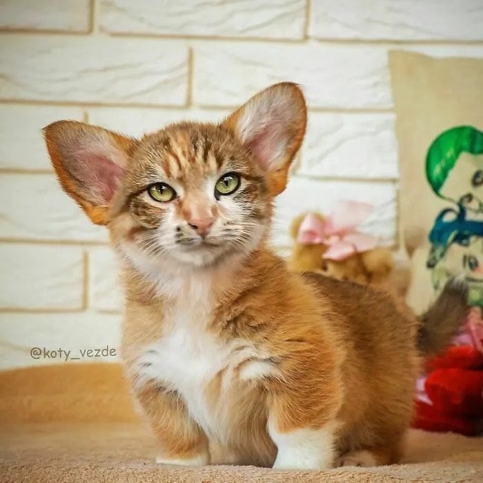 Artist Photoshops Cat Faces On Almost Everything And Here Is The Result (56 New Pics)