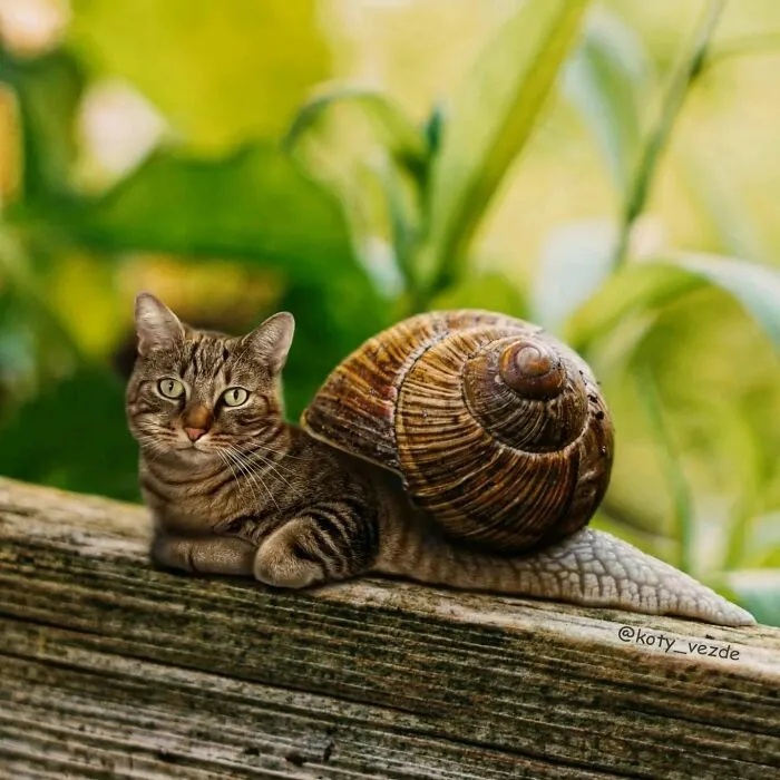 Artist Photoshops Cat Faces On Almost Everything And Here Is The Result (56 New Pics)