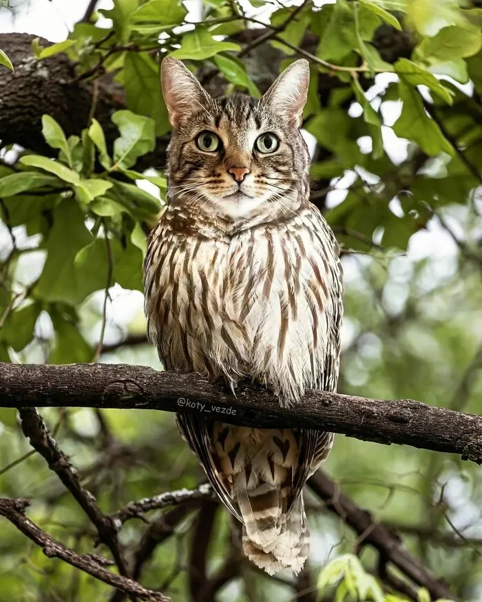 Artist Photoshops Cat Faces On Almost Everything And Here Is The Result (56 New Pics)