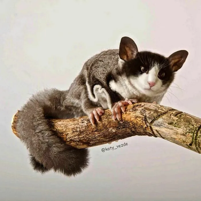 Artist Photoshops Cat Faces On Almost Everything And Here Is The Result (56 New Pics)