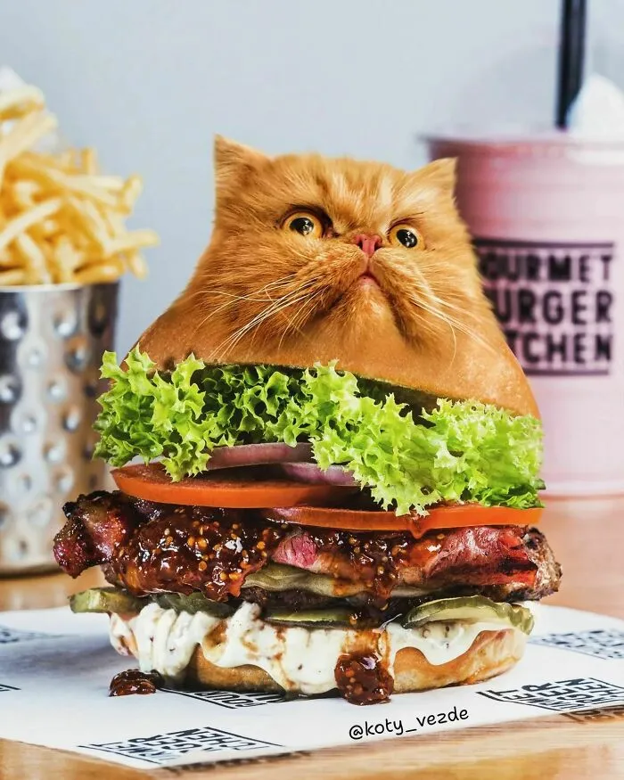Artist Photoshops Cat Faces On Almost Everything And Here Is The Result (56 New Pics)