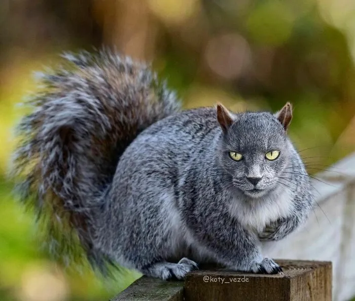 Artist Photoshops Cat Faces On Almost Everything And Here Is The Result (56 New Pics)