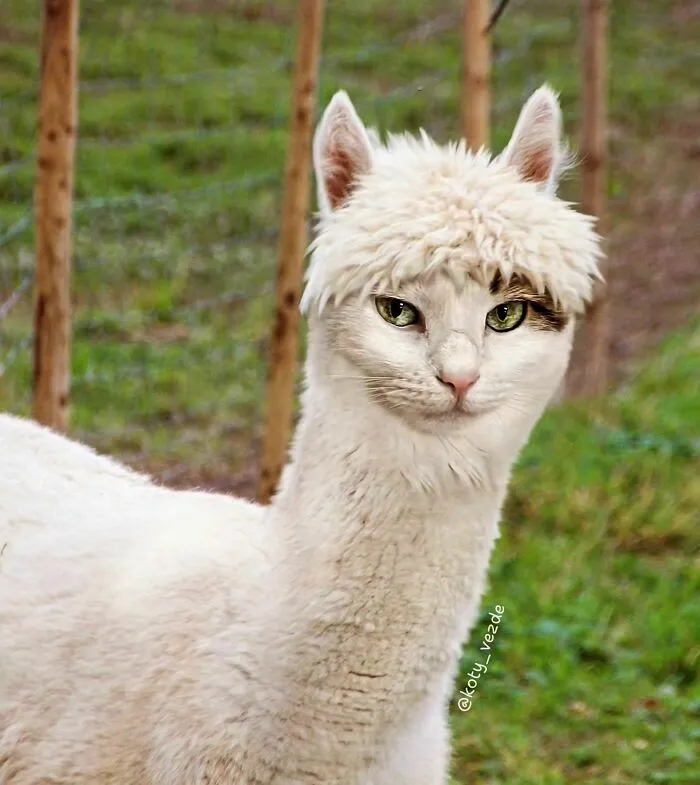 Artist Photoshops Cat Faces On Almost Everything And Here Is The Result (56 New Pics)