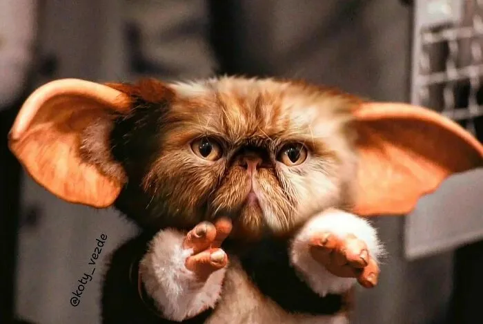 Artist Photoshops Cat Faces On Almost Everything And Here Is The Result (56 New Pics)