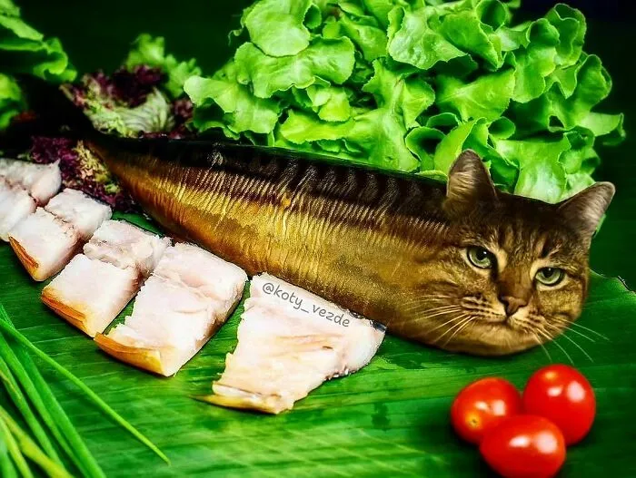 Artist Photoshops Cat Faces On Almost Everything And Here Is The Result (56 New Pics)