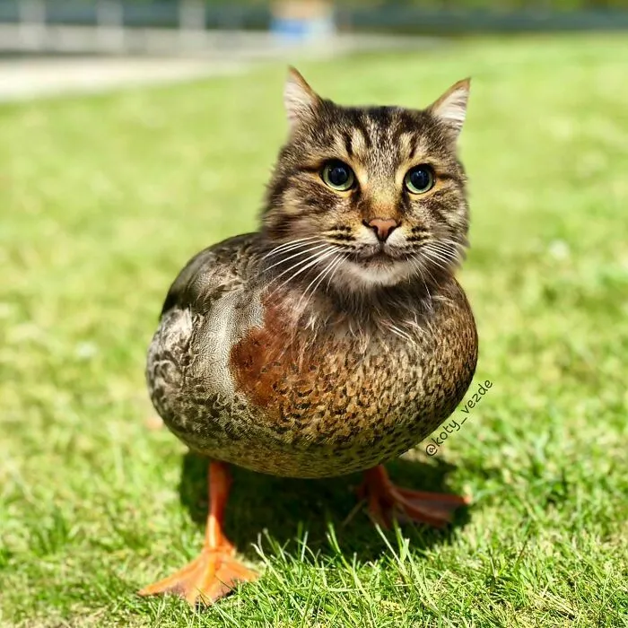 Artist Photoshops Cat Faces On Almost Everything And Here Is The Result (56 New Pics)