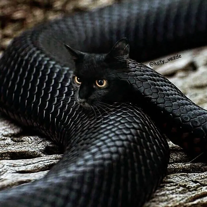 Artist Photoshops Cat Faces On Almost Everything And Here Is The Result (56 New Pics)