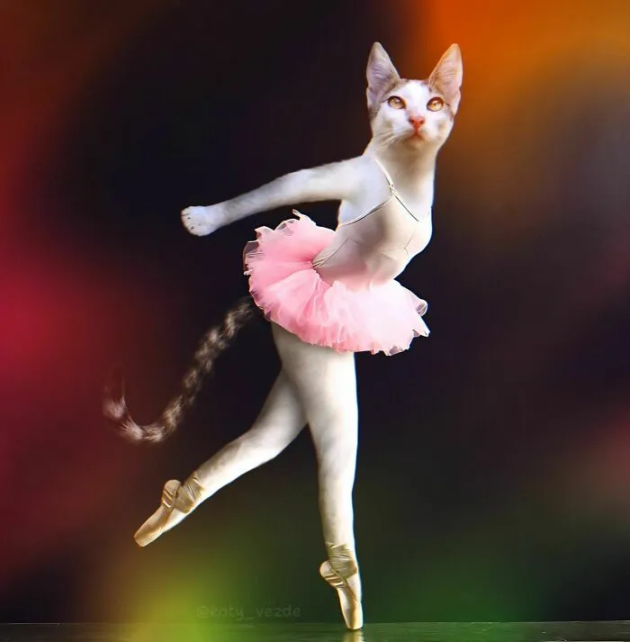 Artist Photoshops Cat Faces On Almost Everything And Here Is The Result (56 New Pics)