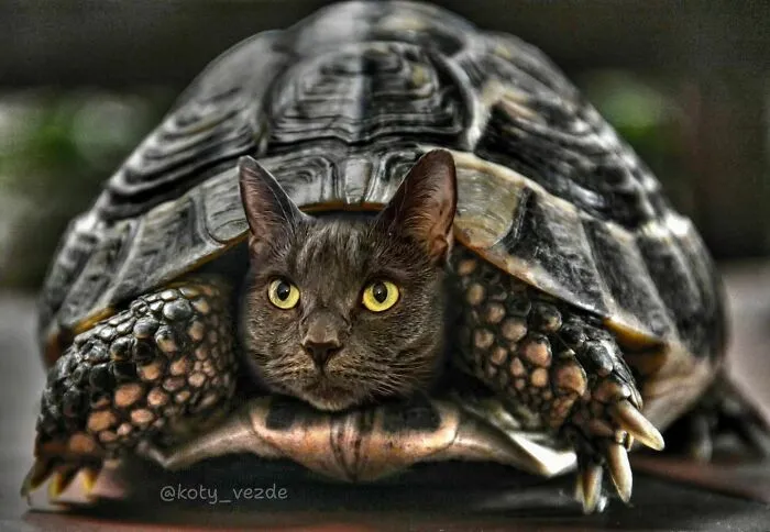 Artist Photoshops Cat Faces On Almost Everything And Here Is The Result (56 New Pics)