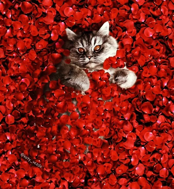 Artist Photoshops Cat Faces On Almost Everything And Here Is The Result (56 New Pics)