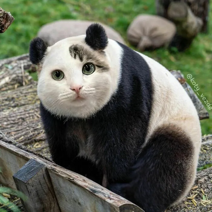 Artist Photoshops Cat Faces On Almost Everything And Here Is The Result (56 New Pics)