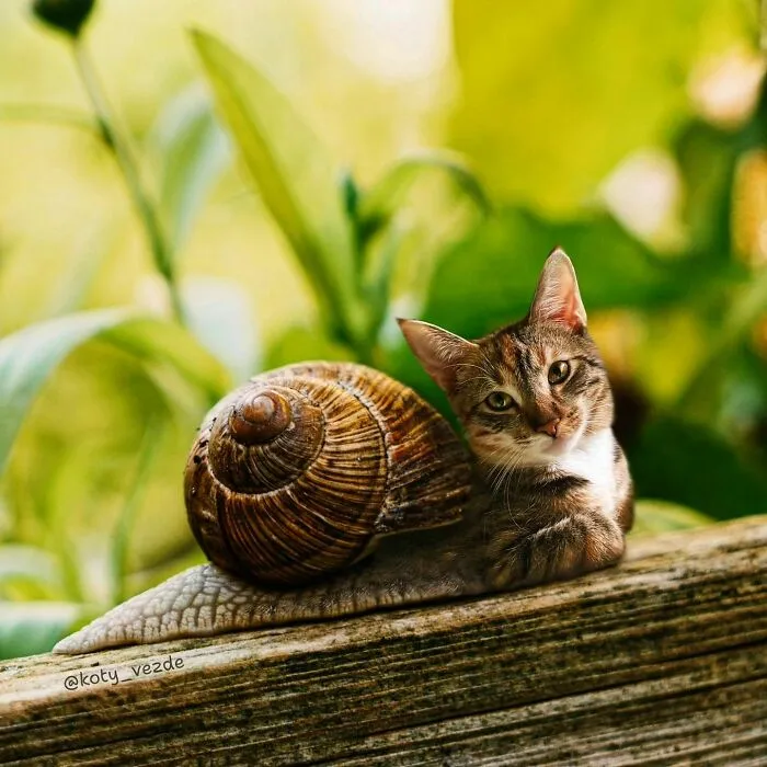 Artist Photoshops Cat Faces On Almost Everything And Here Is The Result (56 New Pics)