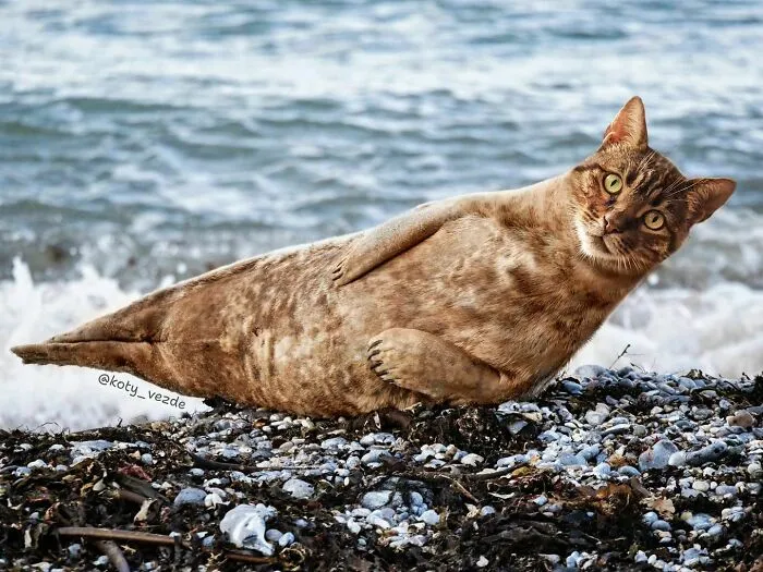 Artist Photoshops Cat Faces On Almost Everything And Here Is The Result (56 New Pics)