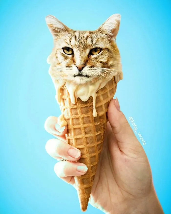 Artist Photoshops Cat Faces On Almost Everything And Here Is The Result (56 New Pics)