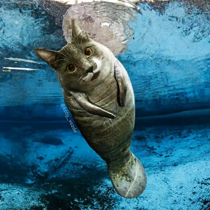 Artist Photoshops Cat Faces On Almost Everything And Here Is The Result (56 New Pics)