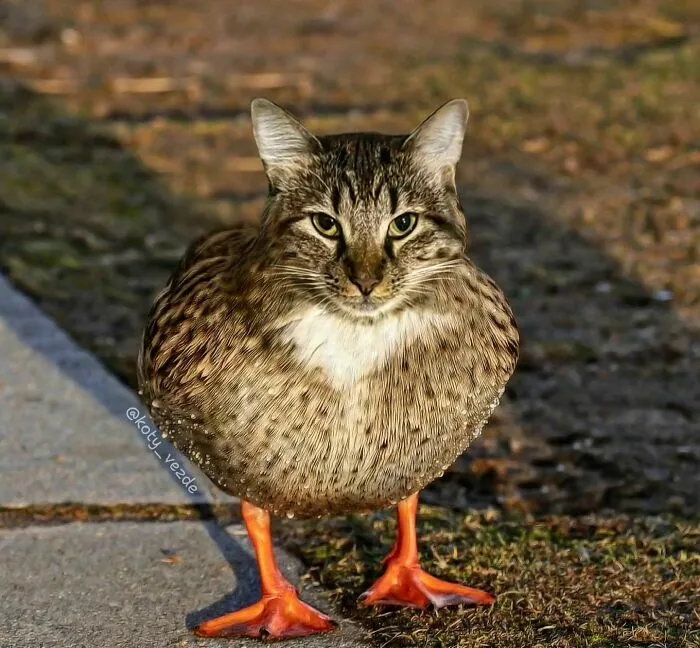 Artist Photoshops Cat Faces On Almost Everything And Here Is The Result (56 New Pics)