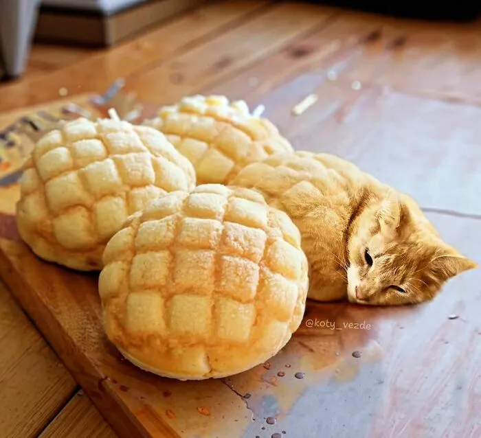Artist Photoshops Cat Faces On Almost Everything And Here Is The Result (56 New Pics)