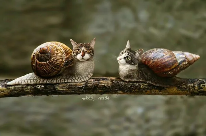 Artist Photoshops Cat Faces On Almost Everything And Here Is The Result (56 New Pics)