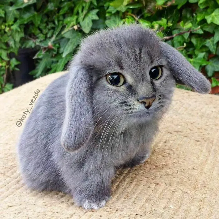 Artist Photoshops Cat Faces On Almost Everything And Here Is The Result (56 New Pics)