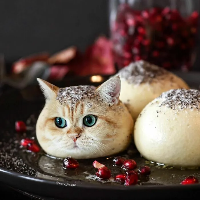 Artist Photoshops Cat Faces On Almost Everything And Here Is The Result (56 New Pics)
