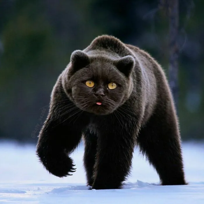 Artist Photoshops Cat Faces On Almost Everything And Here Is The Result (56 New Pics)