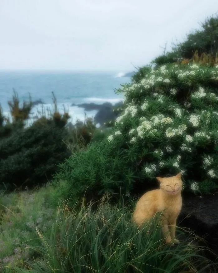 Orange cat squinting happily by the ocean, surrounded by lush greenery and wildflowers.