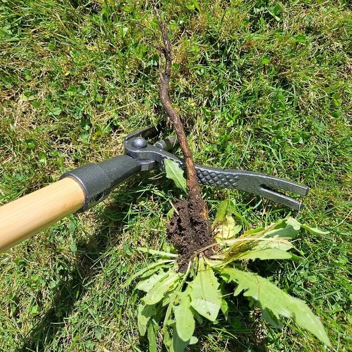 This <a Style="Display:inline;" Href=" Https://Www.amazon.com/Grampas-Weeder-Cw-01-Original-Remover/Dp/B001d1ffza?crid=15m96n51qcsgt&dib=eyj2ijoimsj9.kvehbk8whb54ogddbwegvmwkjax3wd--5m94id9nfgsdllam57dyy62lqq_3pc9kdebs1f_au5ersc1pyr7svvn162pz2c2scdrx5mhhxscaycx-9mlui3f2ergvoyghdatnhy5m4uuftpixxhjjuhblfzgjjdnffvsviu0gmvjvjwxajtai0bw0hnwolajwdztmejsvwmvxau1el5k6c2suxdek6-Ihbqmewy_pqvnyrfrzcco_vvdyd5lg2esry8akn051ohsi18kcpxejsbozblu_meiw_ps06w69mdu.jo29uup-Jccr6y-182tifmuzvc348vctamh_gfkgrbs&dib_tag=se&keywords=weed%2bpuller%2btool&qid=1726036466&s=lawn-Garden&sprefix=weed%2bpuller%2btoo%2clawngarden%2c224&sr=1-1-Spons&sp_csd=d2lkz2v0tmftzt1zcf9hdgy&th=1&linkcode=ll1&tag=bpbison-20&linkid=bf675c0abd4fb9523252cc09830bcedf&language=en_us&ref_=as_li_ss_tl " Target="_blank"> <span Style="Font:inherit;color:#d74b1f;"> Weed Puller Tool</Span> Will Be Your Garden's Arch-Nemesis For Years To Come - Those Pesky Weeds Won't Stand A Chance!