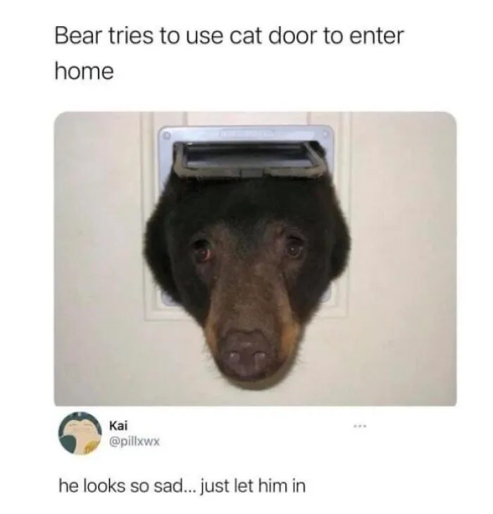 Animal Memes