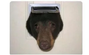 50 Hilariously Adorable Animal Memes To Make Your Day