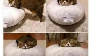 50 Hilariously Adorable Animal Memes To Make Your Day