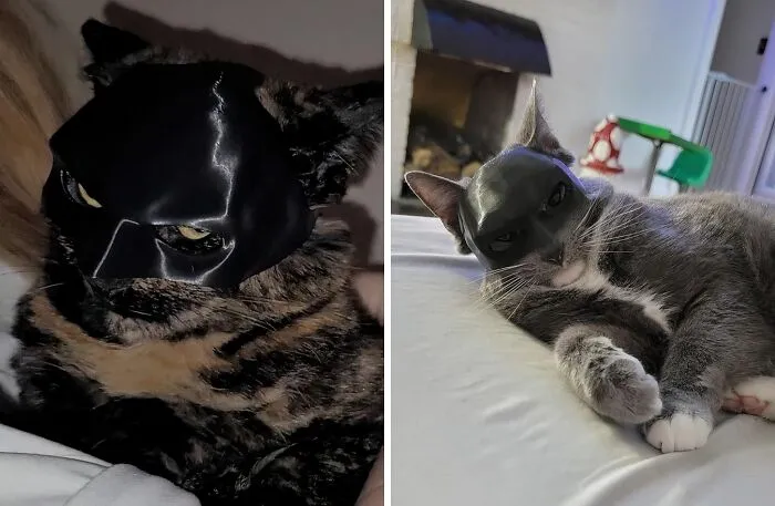 Your Cat Is About To Become The Most Adorable Vigilante In Town With This   <a Style="Display:inline;" Href="Https://Www.amazon.com/Cat-Bat-Cosplay-Hat-Medium/Dp/B0cyy8gqhy?crid=2bervp35m61j2&dib=eyj2ijoimsj9.knevzieaditlk918_1g4e2b4rninewewhr69uma7i4dxubkrztyvnizex5t-Gkxf3eb_ynii7mqhvdankw-Imof-A-87yvd2uhfqd2zw_rrlituduxbg5amegmgclslh6jkher2aij0hpojxh7ulfo7lz7u9os8u5rmalcbicxgx5tngxo6supfmdz68_q5rt6rxcvkkmrp5wnrkmkarbyzwkb3iu2lnmvjdedejchrks22nkcu44nzq9rbsjjieyentrhs-Xanbnik3rfungetobxp9ispi77p7wu3_x7m.wnl-Zk-Rfevudoroysauiuu2nhz71tbwy0ttdl0olx4&dib_tag=se&keywords=batman%2bmask%2bfor%2bpet%2bcat%2bsmall&qid=1726053142&sprefix=batman%2bmask%2bfor%2caps%2c206&sr=8-14&th=1&linkcode=ll1&tag=bpmole-20&linkid=66eb7811872cfd4b971f9fd28ce8f3f0&language=en_us&ref_=as_li_ss_tl" Target="_blank"><span Style="Font: Inherit; Color: #d74b1f;"> Cat Batman Cosplay Mask</Span> - Gotham City, Watch Out!