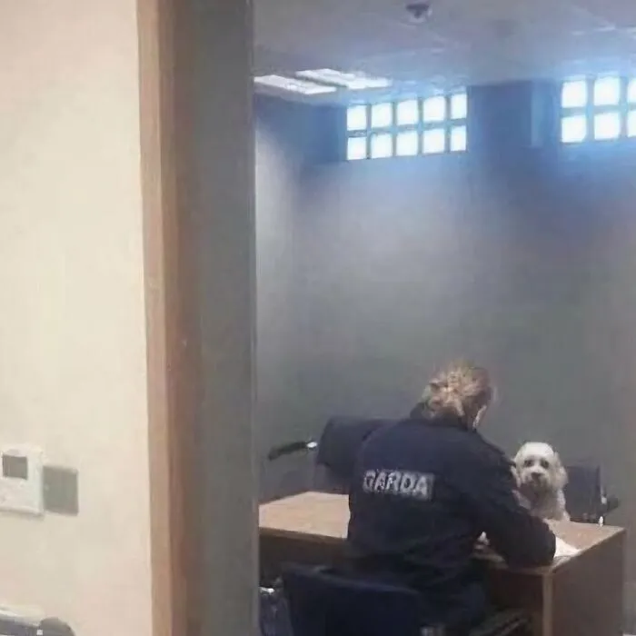45 Imágenes malditas para quienes tienen alta tolerancia a lo estrambótico