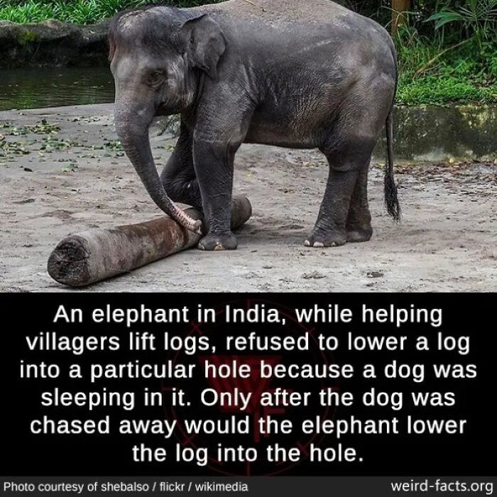 50 Facts So Fascinating They’ll Stick In Your Brain All Week