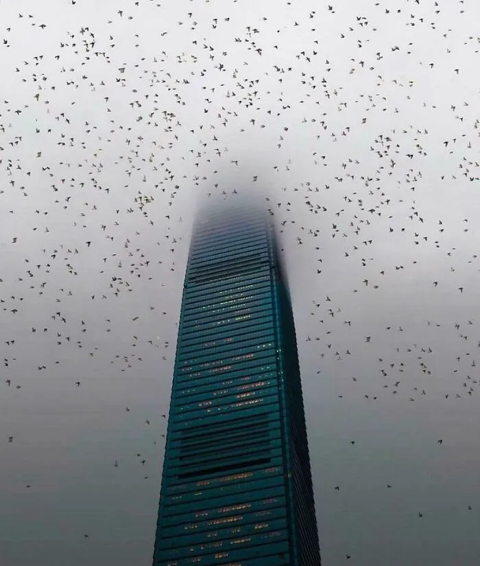 Crown Of Birds