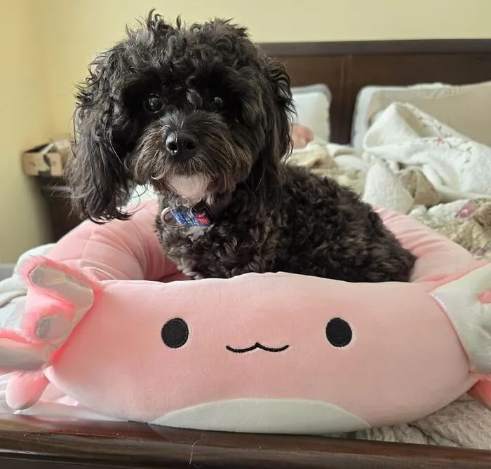 This <a Style="Display:inline;" Href="Https://Www.amazon.com/Squishmallows-Original-20-Inch-Kevin-Koala/Dp/B0cjmvjnlp?ie=utf8&th=1&linkcode=ll1&tag=bpkomodo-20&linkid=06fb12cd8a457702576ed9f011f0ee08&language=en_us&ref_=as_li_ss_tl " Target="_blank"><span Style="Font: Inherit; Color: #d74b1f;"> Pet Bed</Span> Is So Comfy, You Might Be Tempted To Steal It For Yourself