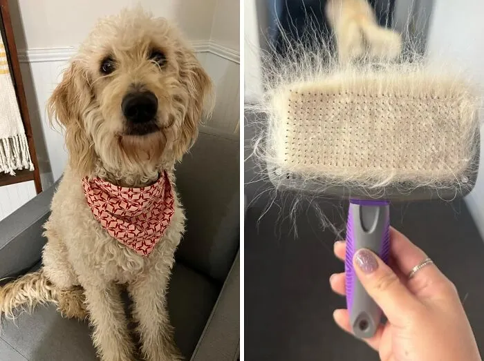 Your Furry Friend Will Be Looking Sleek And Shedding Less With This   <a Style="Display:inline;" Href="Https://Www.amazon.com/Hertzko-Self-Cleaning-Slicker-Brush/Dp/B00zgpi3oy?ie=utf8&th=1&linkcode=ll1&tag=bpdonkey-20&linkid=969697f3554124a9c74743be0beb170d&language=en_us&ref_=as_li_ss_tl" Target="_blank"><span Style="Font: Inherit; Color: #d74b1f;"> Self-Cleaning Slicker Brush</Span> - It's Basically A Magic Wand For Pet Hair