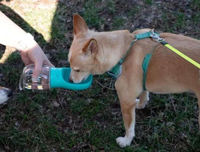 Thirsty Pup On A Hot Day? This   <a Style="Display:inline;" Href="Https://Www.amazon.com/Upgraded-Capacity-Siree-Portable-Dispenser/Dp/B07frv9xsf?ie=utf8&th=1&linkcode=ll1&tag=bpdonkey-20&linkid=2666a91d16b792b6f6a3d9470f8b8897&language=en_us&ref_=as_li_ss_tl" Target="_blank"><span Style="Font: Inherit; Color: #d74b1f;"> Portable Dog Water Bottle</Span> Is The Ultimate Hydration Hero, No Slobbery Shared Water Fountains Required