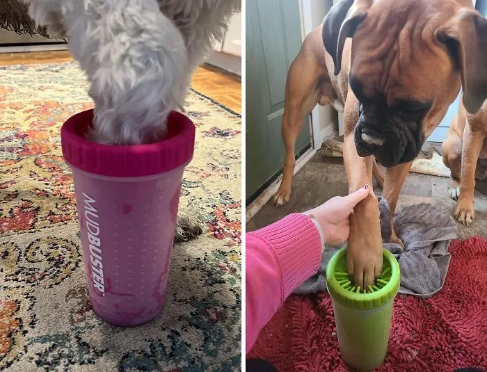 Muddy Paws Driving You Barking Mad? This   <a Style="Display:inline;" Href="Https://Www.amazon.com/Dexas-Mudbuster-Portable-Cleaner-Large/Dp/B01n52z30t?ie=utf8&th=1&linkcode=ll1&tag=bpdonkey-20&linkid=314a35999be82bb34489ee579f71cdae&language=en_us&ref_=as_li_ss_tl" Target="_blank"><span Style="Font: Inherit; Color: #d74b1f;"> Dog Paw Cleaner</Span> Will Have Those Paws Spotless In A Jiffy, So You Can Focus On Belly Rubs Instead