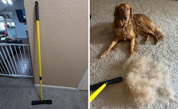 Furry Friends Leaving Your Floors Looking Like A Shag Carpet? This   <a Style="Display:inline;" Href="Https://Www.amazon.com/Furemover-Hair-Remover-Carpet-Rake/Dp/B000efdooa?ie=utf8&th=1&linkcode=ll1&tag=bpsquid-20&linkid=19180d868c0e8d288233d06a84ee4c5e&language=en_us&ref_=as_li_ss_tl " Target="_blank"><span Style="Font: Inherit; Color: #d74b1f;"> Pet Hair Rubber Broom</Span> Will Have Them Looking Fur-Bulous In No Time! 