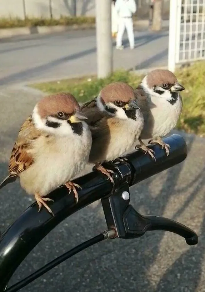 Riding My New Bicycle, Feeling Free As A Bird