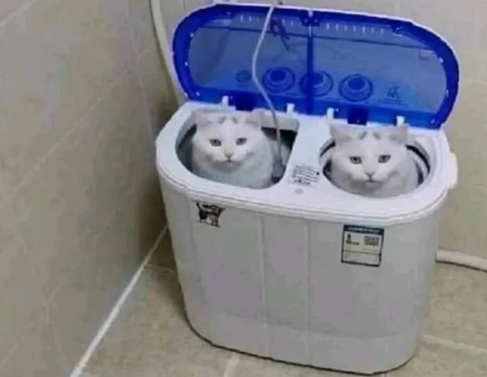 30 Times Cats Were Caught In Funny Situations