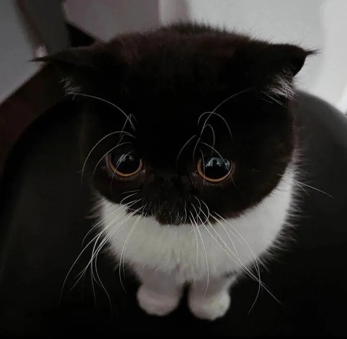 30 Times Cats Were Caught In Funny Situations