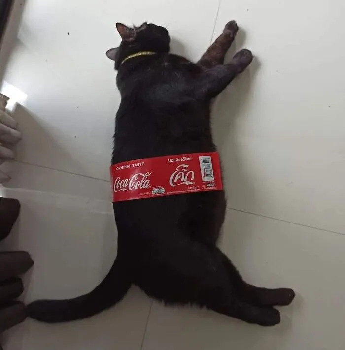 30 Times Cats Were Caught In Funny Situations