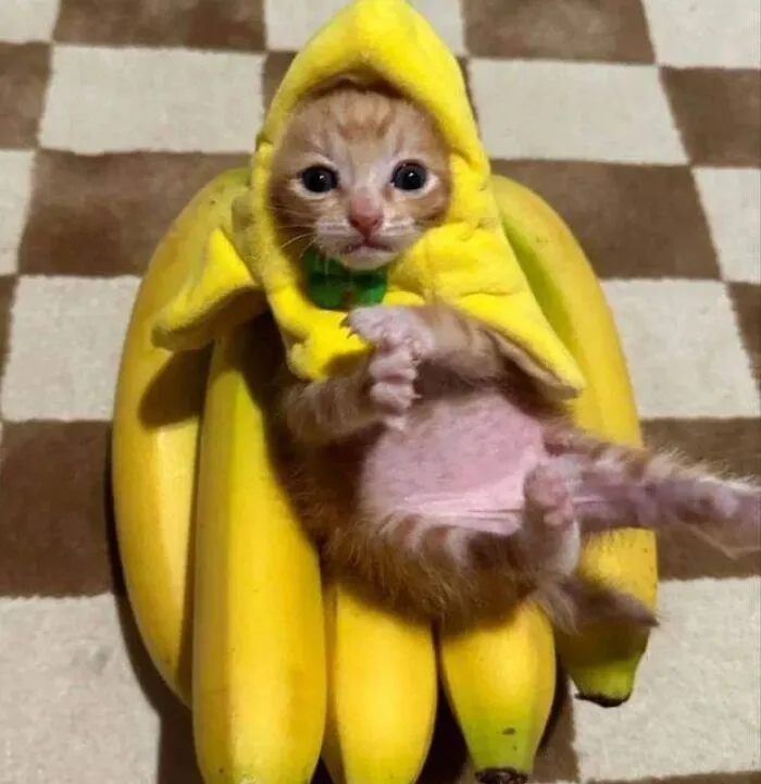 30 Times Cats Were Caught In Funny Situations