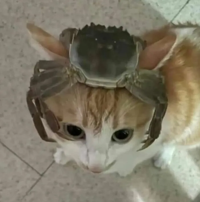 30 Times Cats Were Caught In Funny Situations