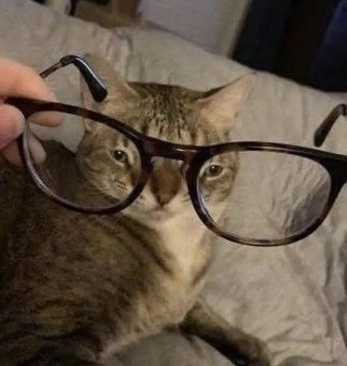30 Times Cats Were Caught In Funny Situations