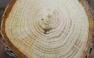 50 Times People Opened Up Things And Just Had To Share What They Found Inside (New Pics)
