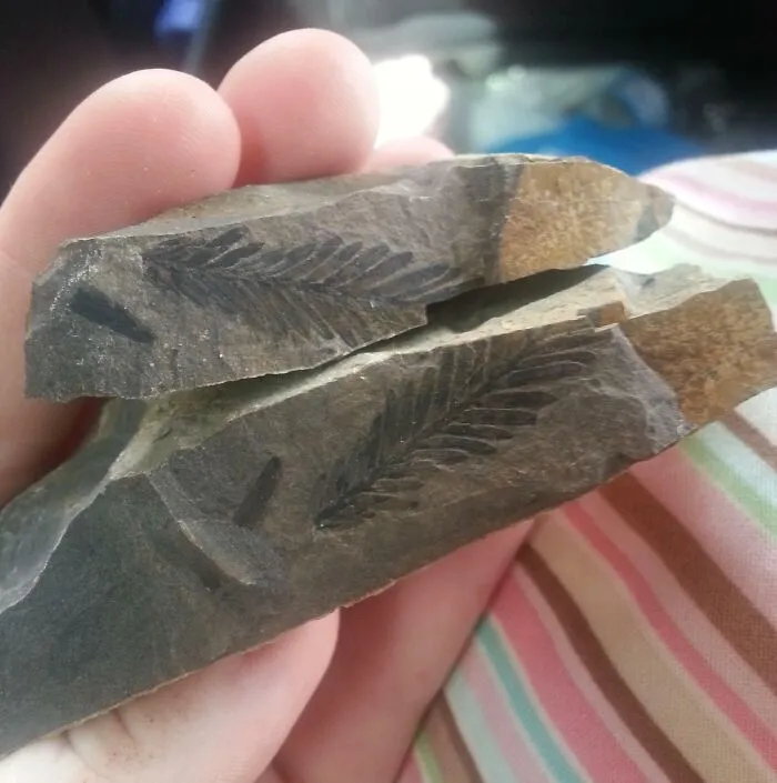 Encontré una roca rota en mi césped, así que la partí y encontré esto dentro.