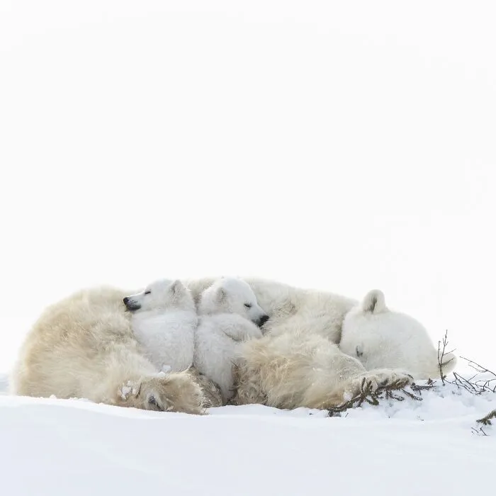 Sleeping Time By  Dorota Senechal